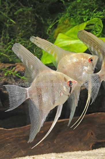 Picture of ANGEL: SILVER LG