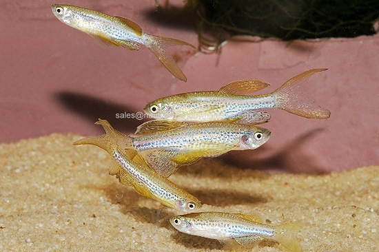 Picture of DANIO: LEOPARD LONG FIN *ON SPECIAL*