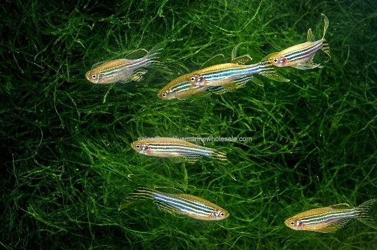 Picture of DANIO: ZEBRA LONG FIN *ON SPECIAL*