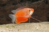 Picture of GOURAMI: RED HONEY *ON SPECIAL*