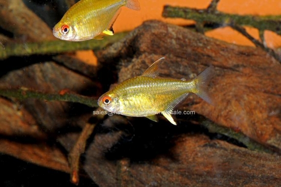 Picture of TETRA: LEMON (IMPORT)