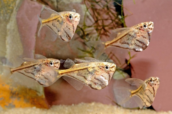 Picture of TETRA: HATCHET MARBLE 