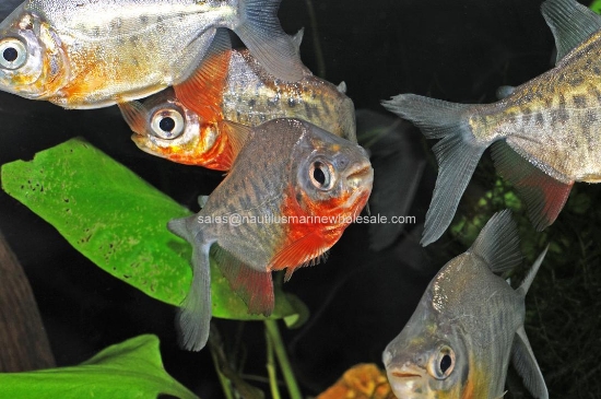 Picture of TETRA: PACU RED SM