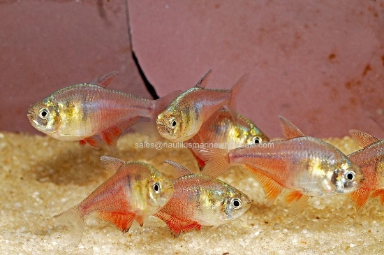 Picture of TETRA: VON RIO *EDLP SPECIAL*
