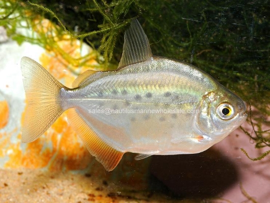 Picture of TETRA: SILVER $ REG (FL BRED) 