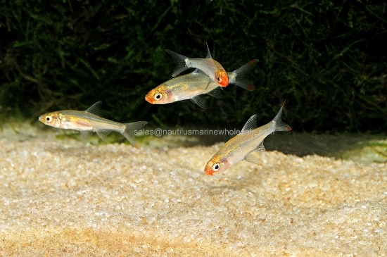 Picture of RASBORA: RUMMYNOSE ASIAN WW