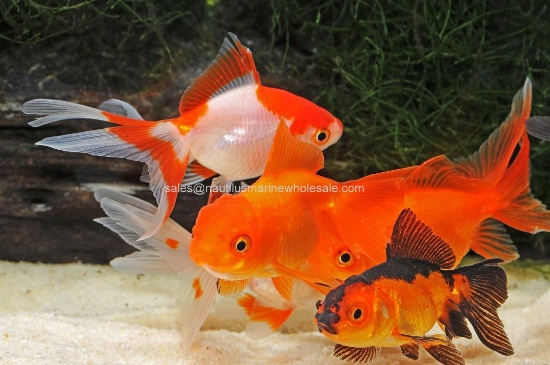 Picture of ORANDA: ASST 3.5"