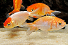 Picture of GOLDFISH: LIONHEAD RED 4-5cm