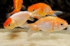 Picture of GOLDFISH: LIONHEAD RED 4-5cm