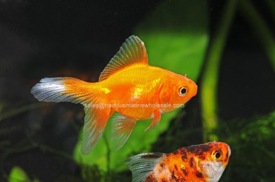 Picture of GOLDFISH: ASST FANTAIL 1.5-2"