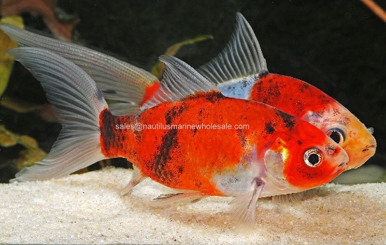 Picture of GOLDFISH: SHUBUNKIN 3.5"