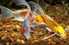 Picture of KOI: BUTTERFLY 3"