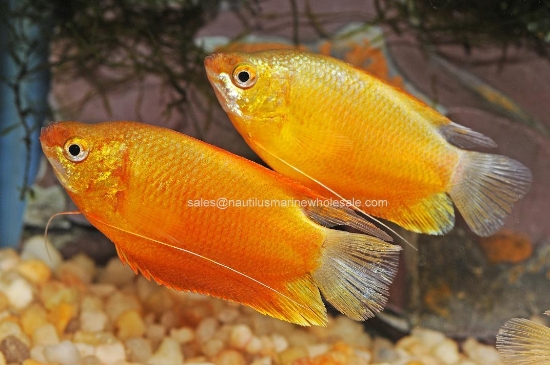 Picture of GOURAMI: SUNSET THICKLIP *ON SPECIAL*