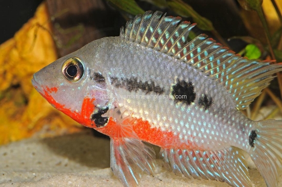 Picture of CICHLID: FIREMOUTH (MEEKI)