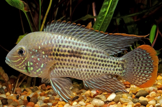 Picture of CICHLID: GREEN TERROR 5" (FL)