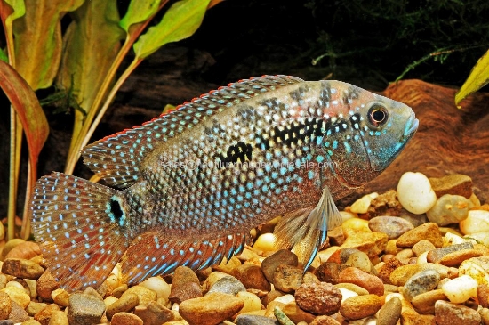 Picture of CICHLID: JACK DEMPSEY REG