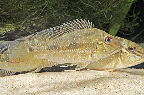 Picture of CICHLID: GEO. JURAPARI MD