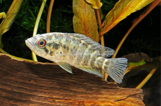 Picture of CICHLID: MANAGUENSIS 4"