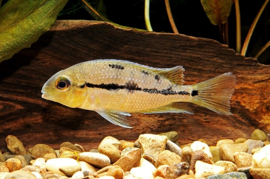Picture of CICHLID: NICARAGUENSE 5"