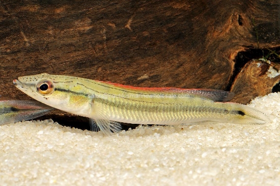 Picture of CICHLID: PIKE DWARF(NO MS)