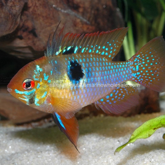 Picture of CICHLID: RAM BLUE GERMAN MD