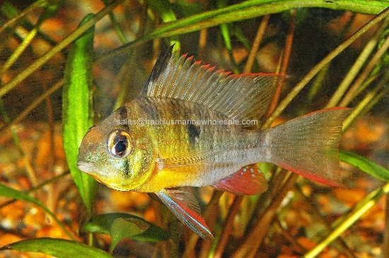 Picture of CICHLID: RAM BOLIVIAN *ON SPECIAL*