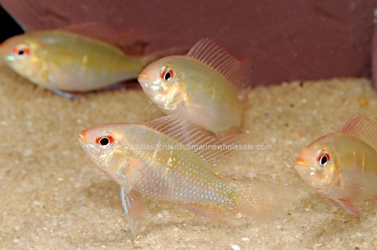 Picture of CICHLID: RAM GOLD GERMAN REG