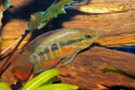 Picture of CICHLID: SALVINI 3-3.5"