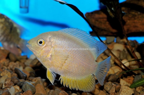 Picture of CICHLID: SEVERUM GOLD REG