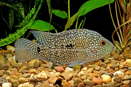 Picture of CICHLID: TEXAS