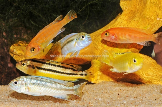 Picture of AFRICAN: MBUNA ASSORTED LG