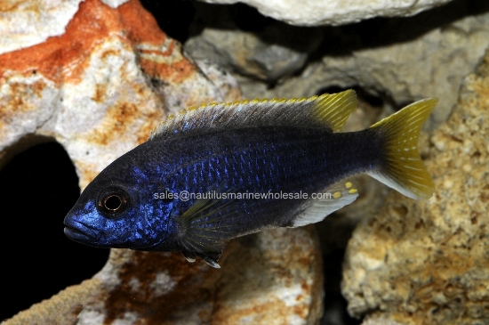 Picture of AFRICAN: MBUNA PS. ACEI REG *ON SPECIAL*