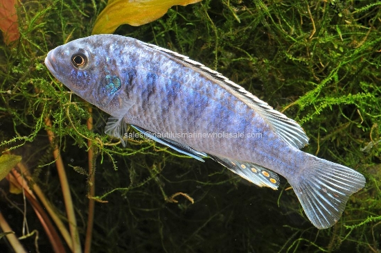 Picture of AFRICAN: MBUNA M. EXASPERATUS REG