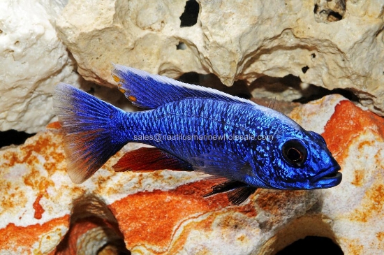Picture of AFRICAN: HAP AHLI ELECTRIC BLUE REG