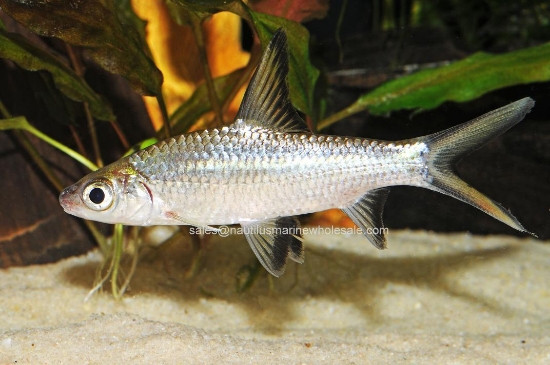 Picture of SHARK: BALA 4"