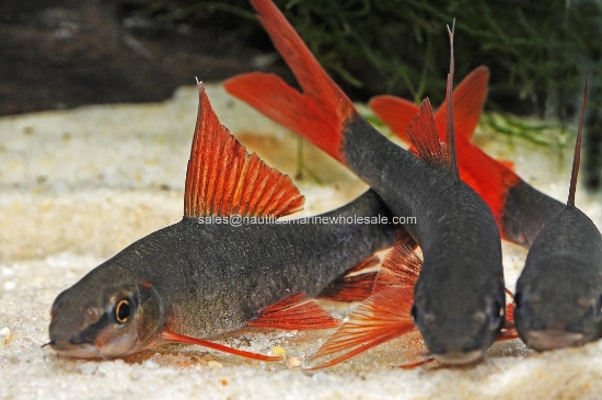 Picture of SHARK: RAINBOW 2"