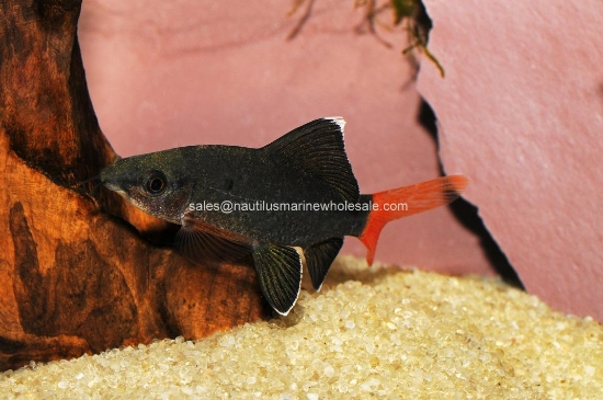 Picture of SHARK: REDTAIL BLACK 2"