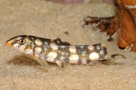 Picture of BOTIA: BURMESE
