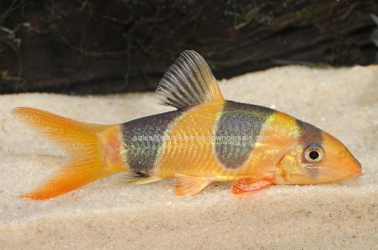 Picture of LOACH: CLOWN 3"