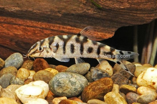 Picture of LOACH: YO YO