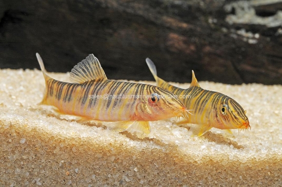 Picture of LOACH: ZEBRA (BOTIA STRAITA)