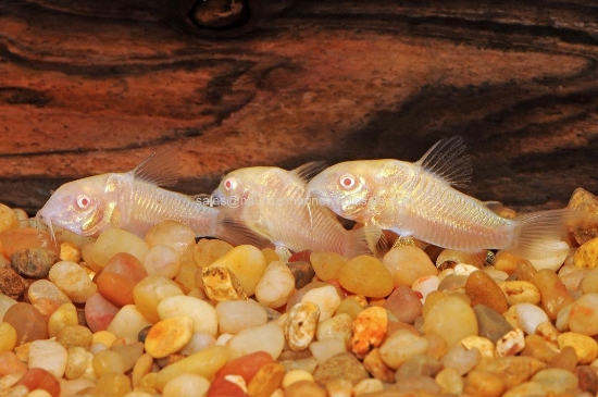 Picture of CORY: ALBINO W.W.