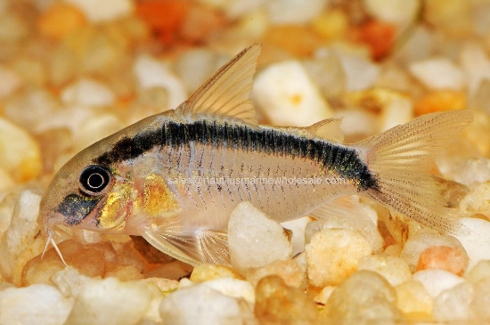 Picture of CORY: ARCUATUS (SKUNK) W.W.