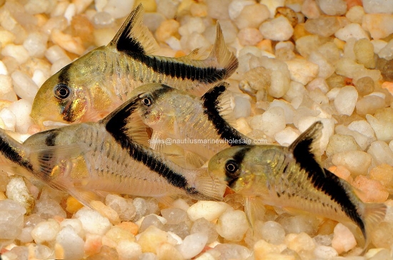 Picture of CORY: MELINI