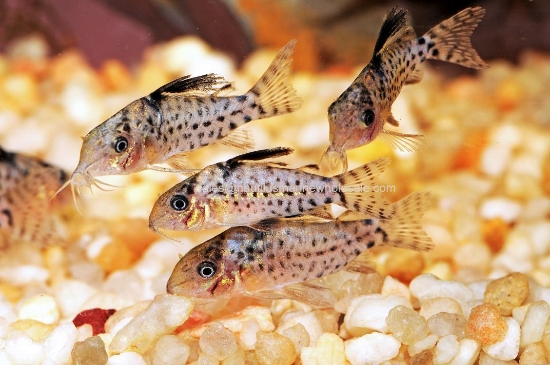 Picture of CORY: PUNCTATUS LG