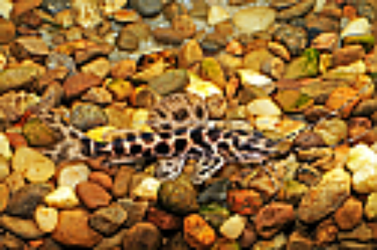 Picture of CAT: MARMORATUS SM