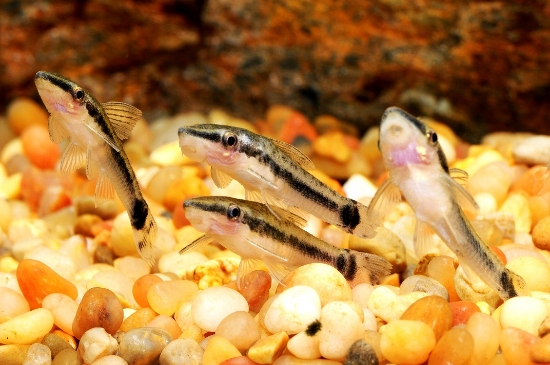 Picture of CAT: OTOCINCLUS