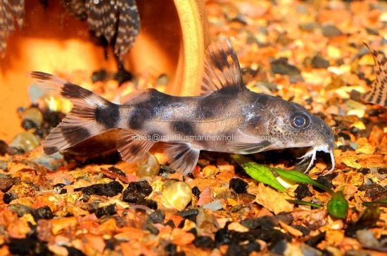 Picture of CAT: RIPSAW