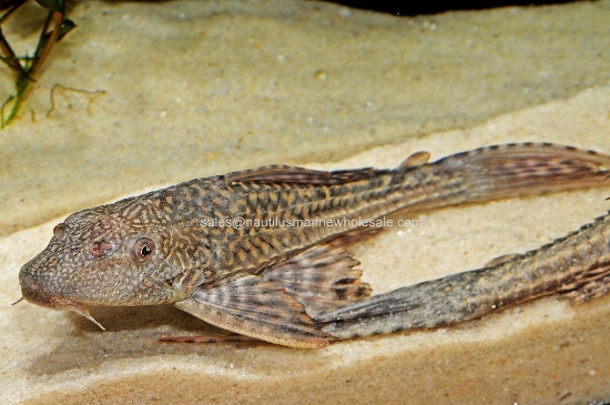 Picture of PLECO: 10-12" COMMON