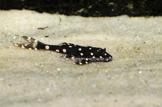 Picture of PLECO: ADONIS MED